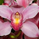 Kleine Orchideen Serie