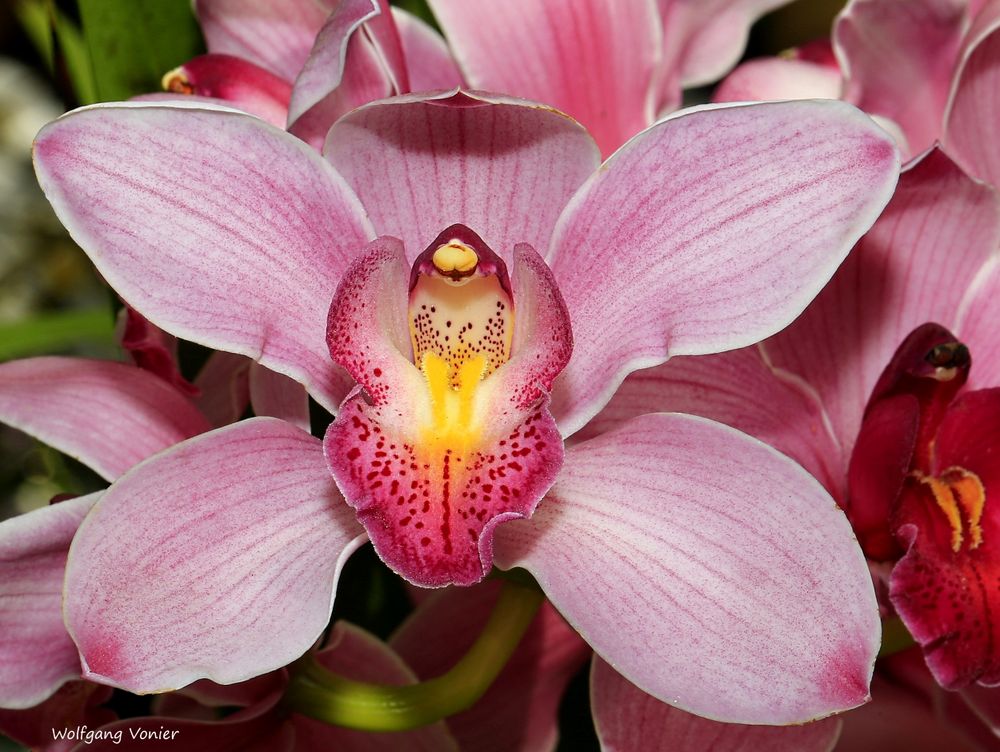 Kleine Orchideen Serie