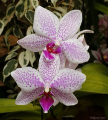 Kleine Orchideen Serie I