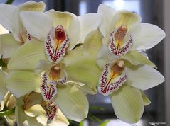 Kleine Orchideen Serie III