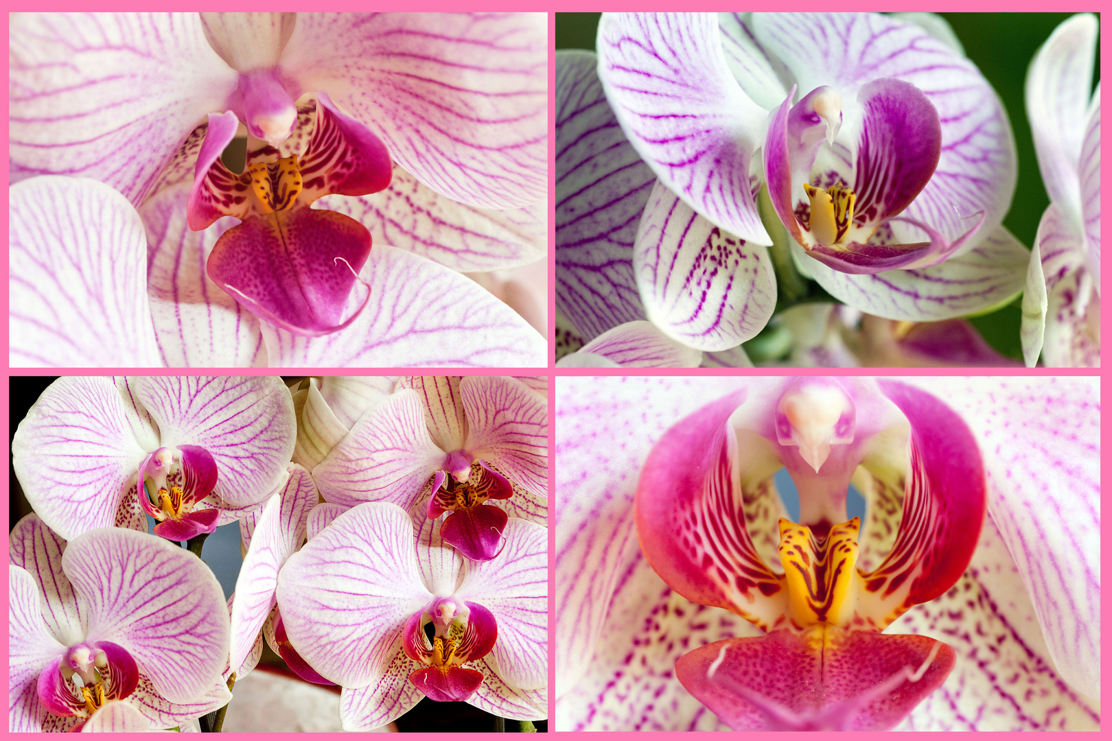 Kleine Orchideen-Studie