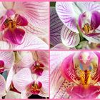 Kleine Orchideen-Studie