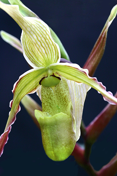 kleine Orchideenserie: (1) Lycaste aromatica (Mexico)