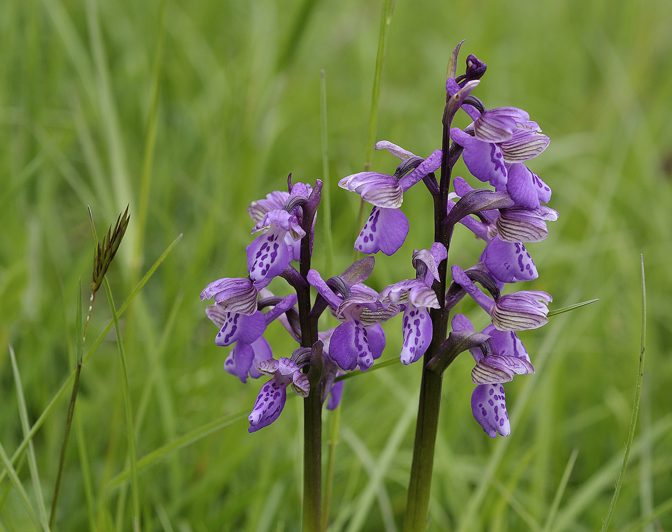 Kleine Orchis - orchis morio.