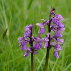 Kleine Orchis - orchis morio.