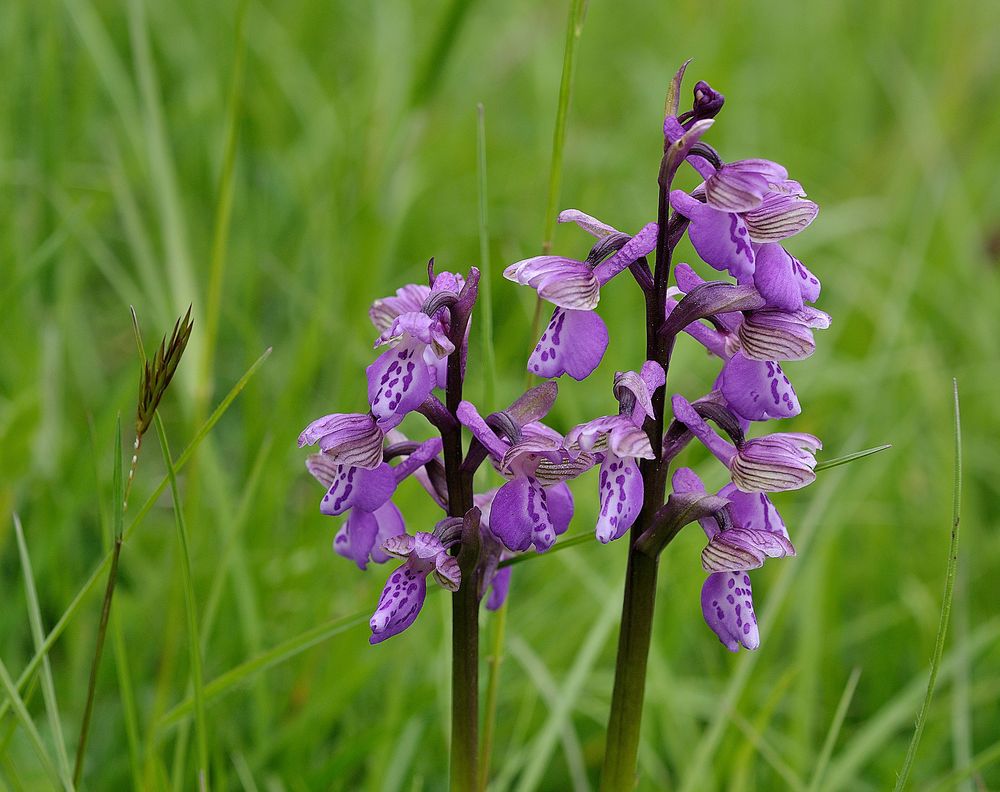 Kleine Orchis - orchis morio.