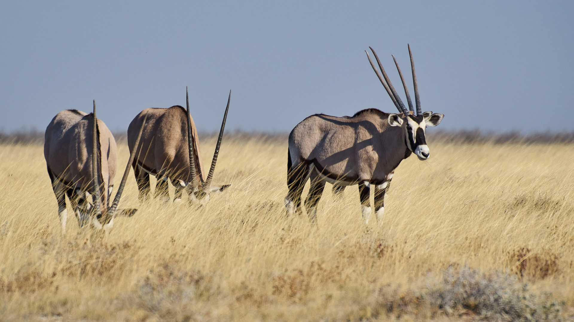 kleine Oryxs Herde am Rander der Etoscha Pfanne