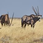 kleine Oryxs Herde am Rander der Etoscha Pfanne