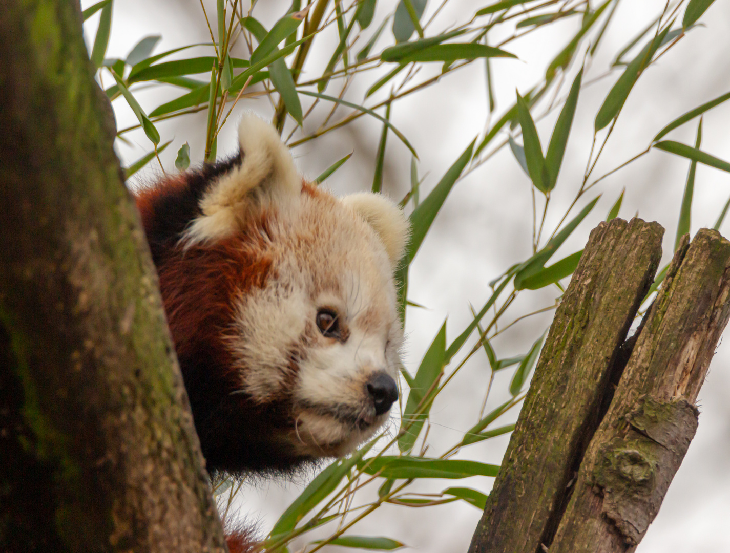 kleine Panda