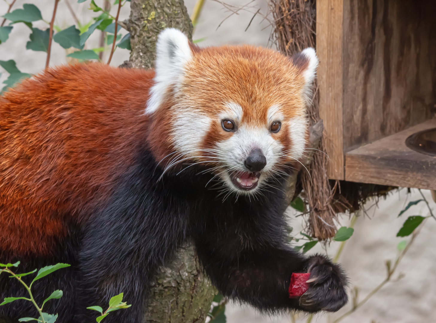 Kleine Panda