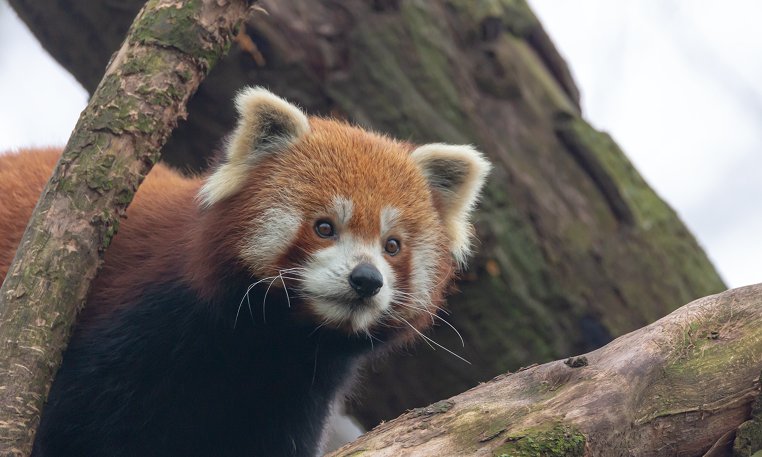 Kleine Panda