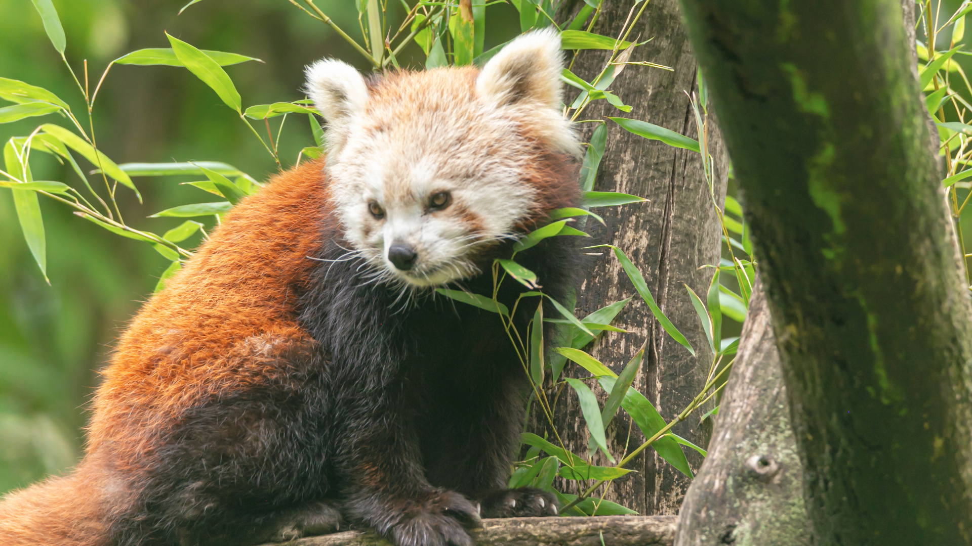 Kleine Panda