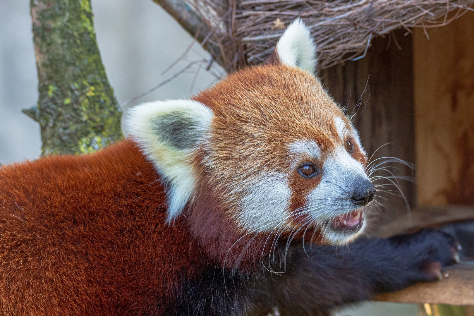  kleine Panda