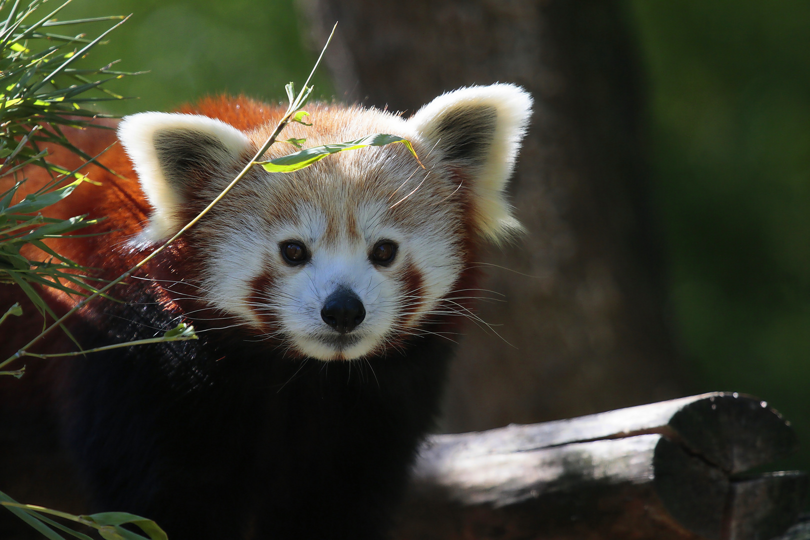 Kleine Panda (Ailurus fulgens)