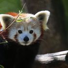 Kleine Panda (Ailurus fulgens)