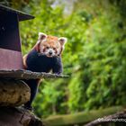 Kleine Panda (Ailurus fulgens)