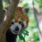 Kleine Panda (Ailurus fulgens)