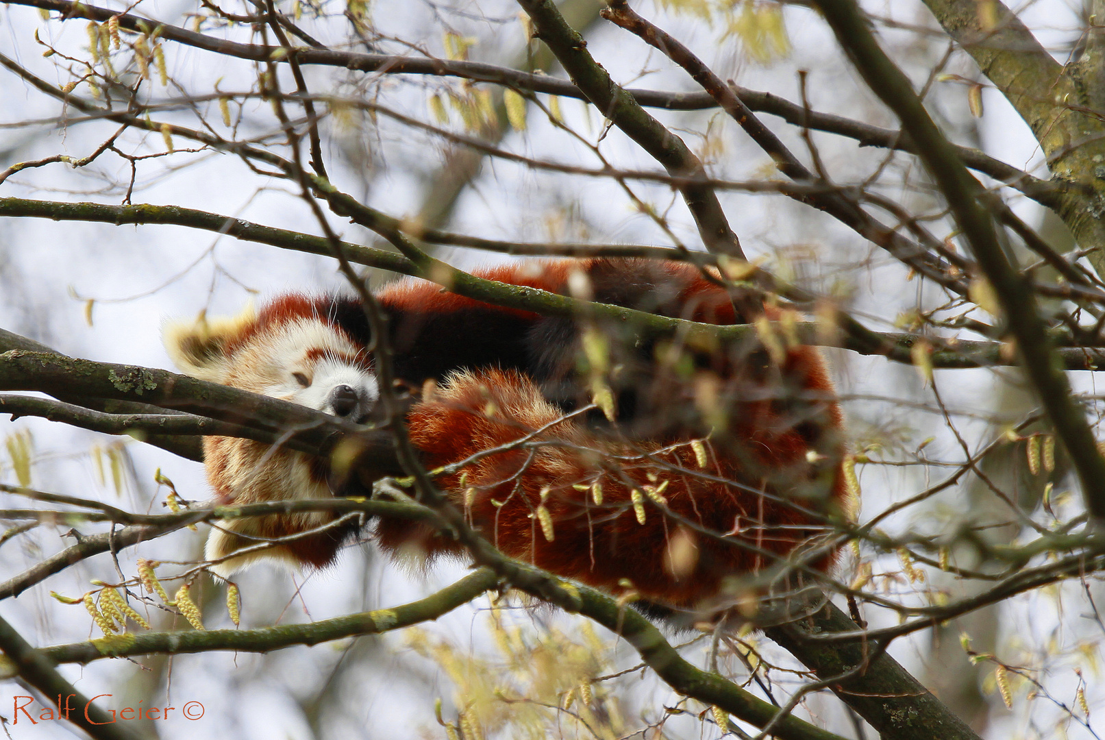 Kleine Panda