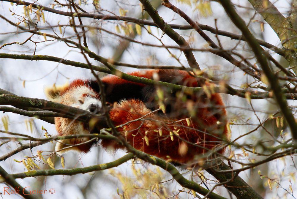 Kleine Panda