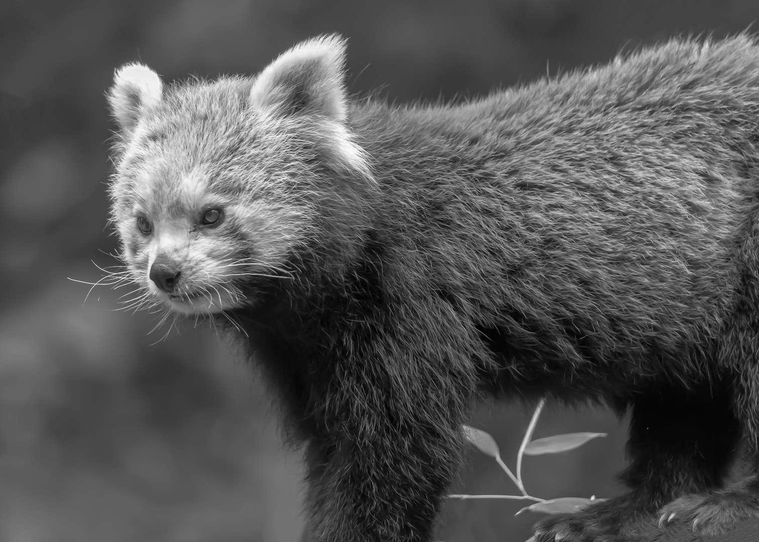 Kleine Panda