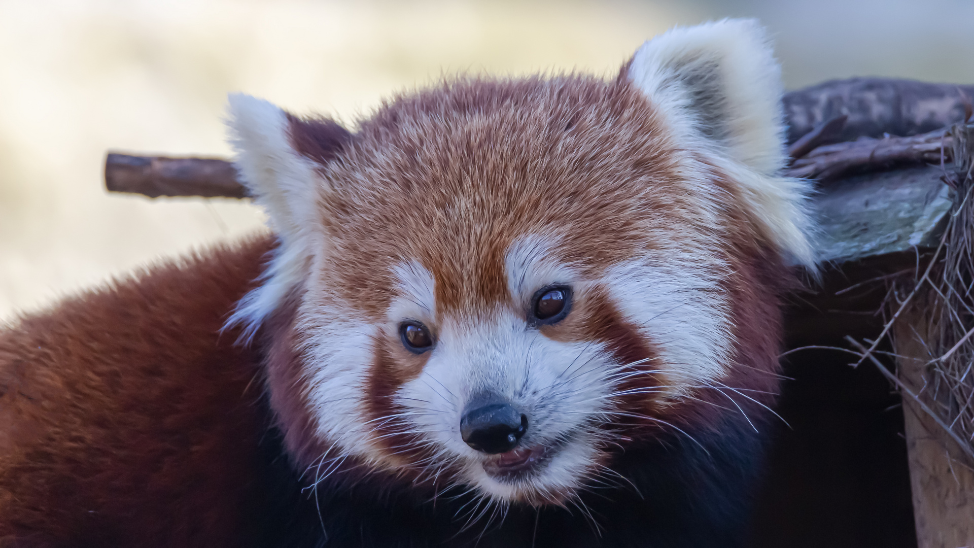 Kleine Panda hat den Durchblick