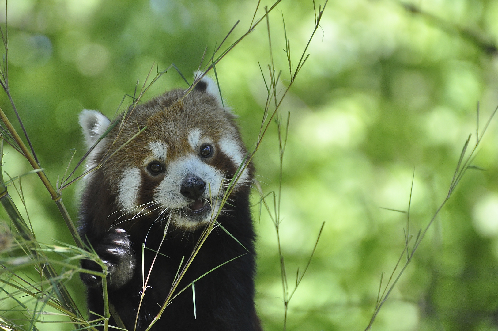 Kleine Pandabär beim Fressen von Bambusblättern