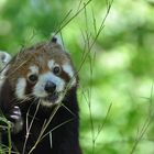 Kleine Pandabär beim Fressen von Bambusblättern