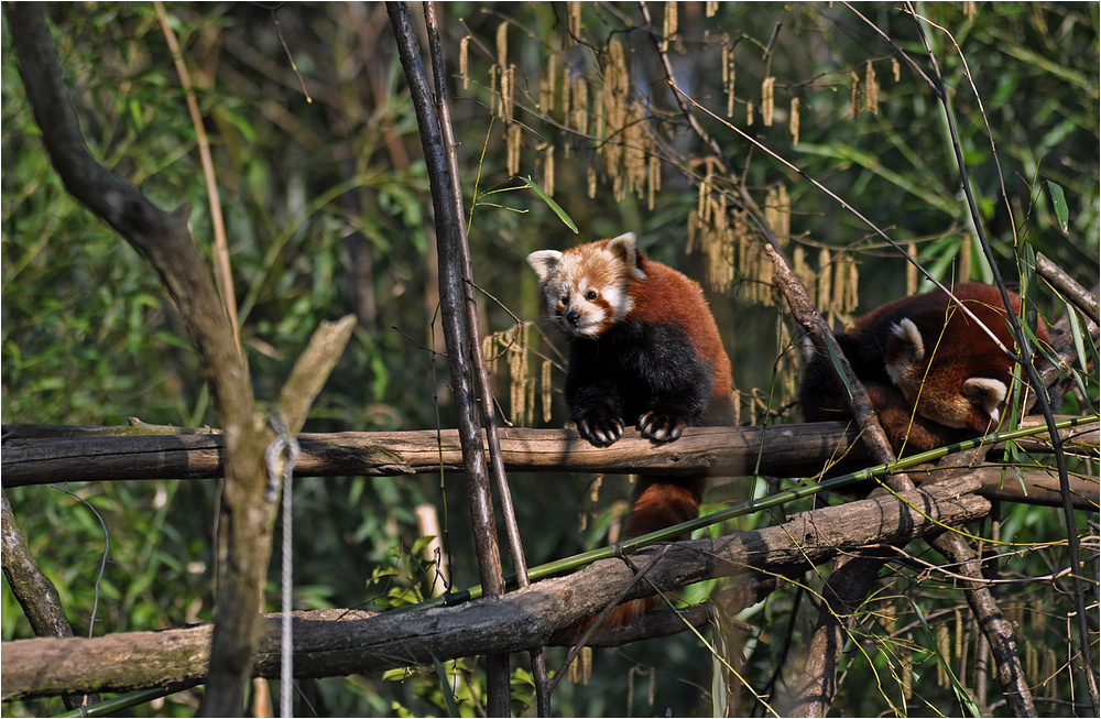 Kleine Pandas