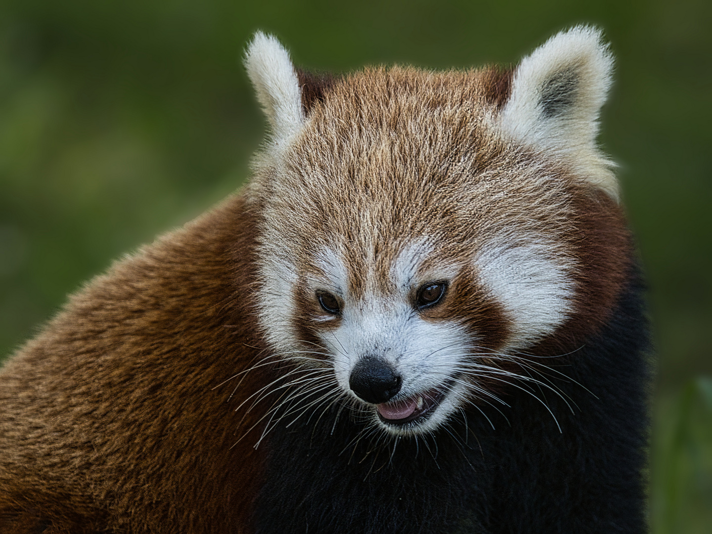 Kleine Pandas