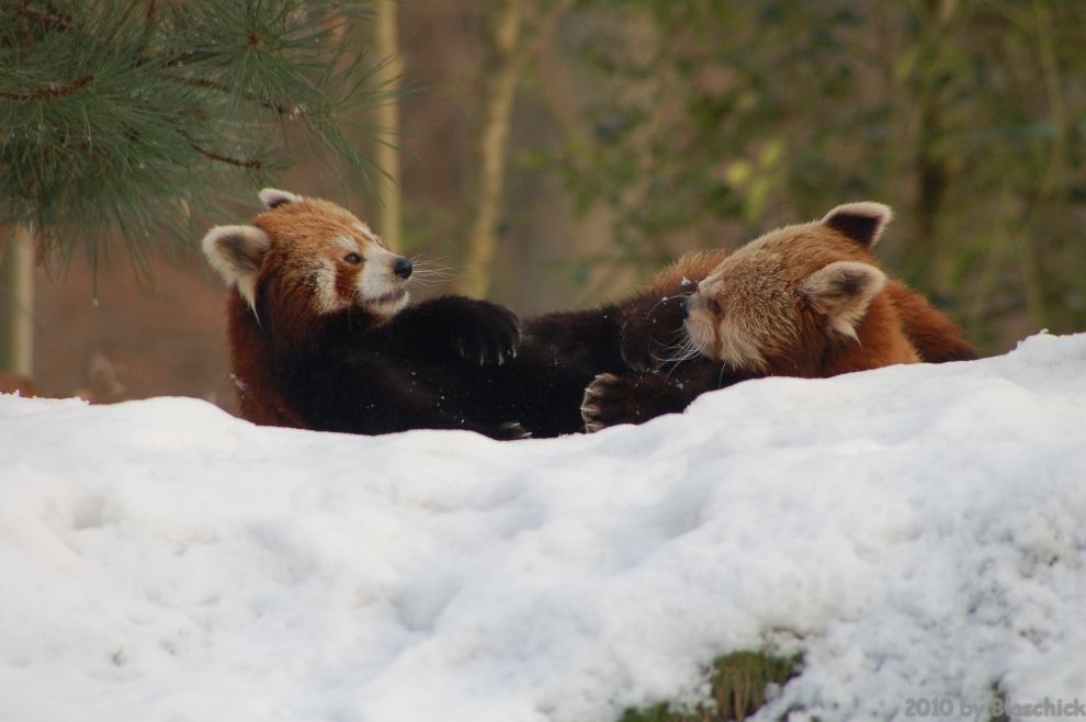 Kleine Pandas im Streit