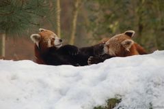 Kleine Pandas im Streit