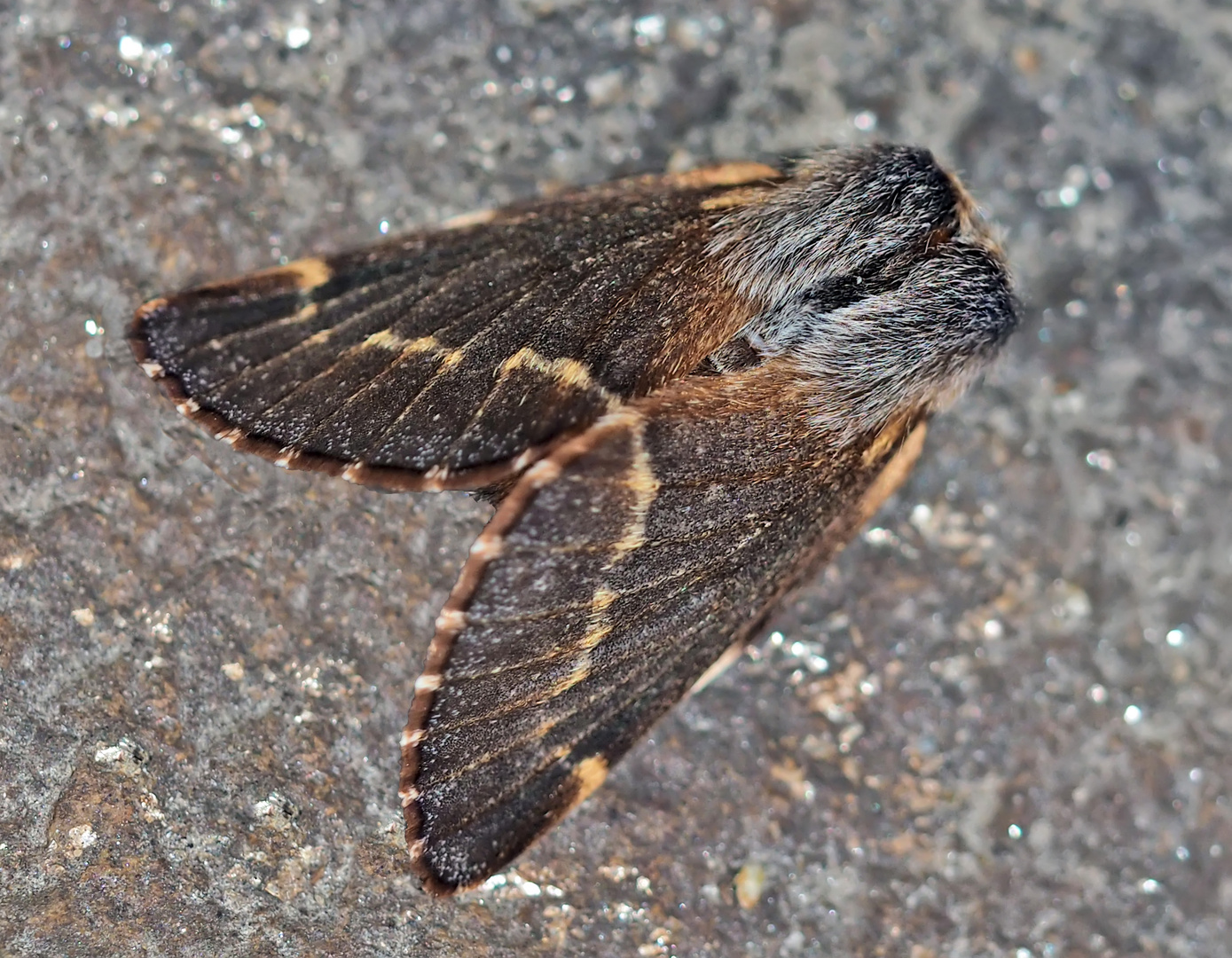 Kleine Pappelglucke (Poecilocampa populi) - Le Bombyx du Peuplier.