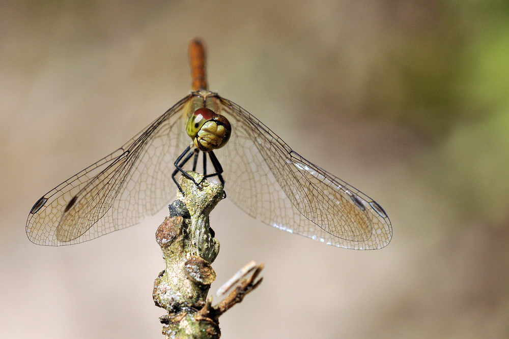 Kleine Paradiese: Blutrote Heidelibelle