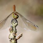 Kleine Paradiese: Blutrote Heidelibelle