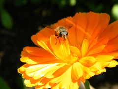 kleine Pause auf einer Sonnenblüte