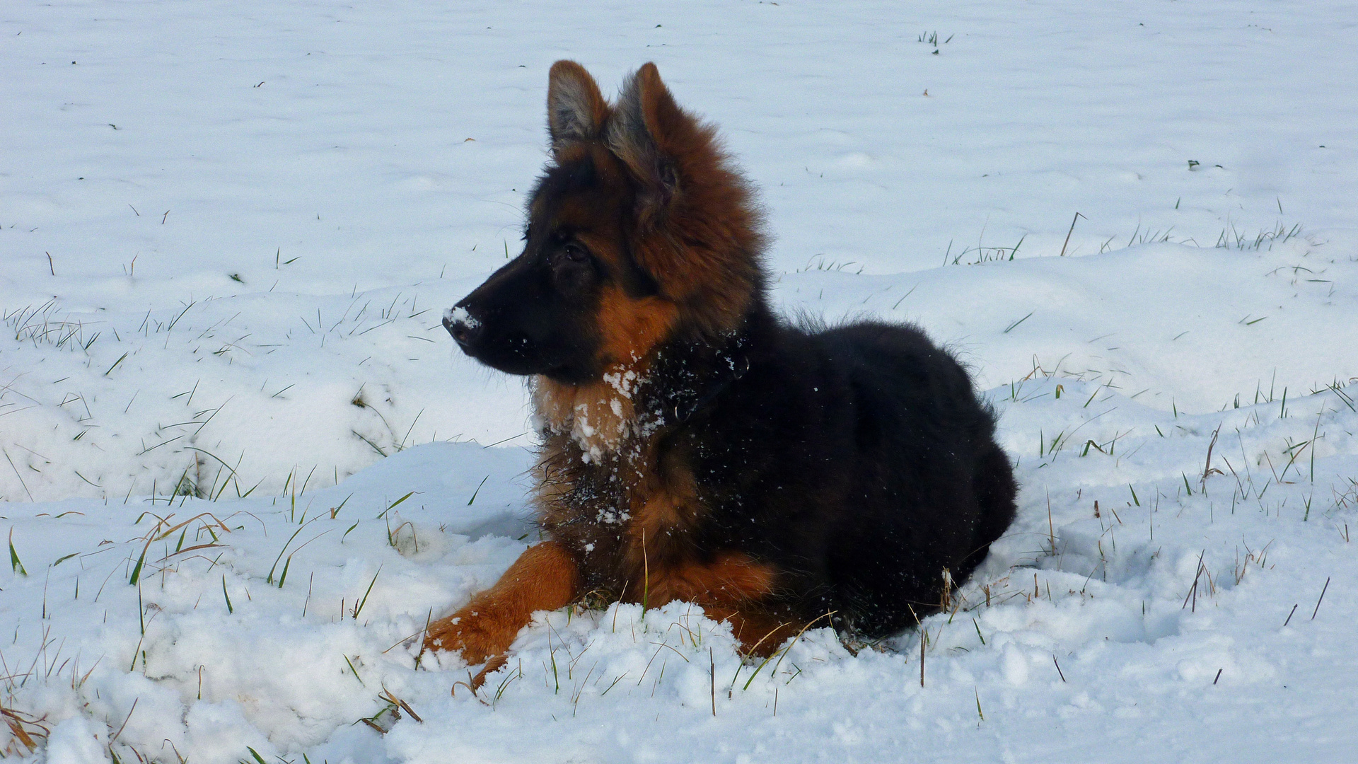 Kleine Pause beim Spaziergang im Schnee