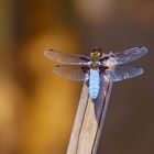 Kleine Pause der Plattbauchlibelle