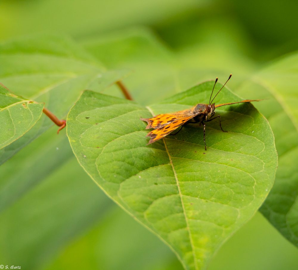 Kleine Pause - Schmetterling (1)