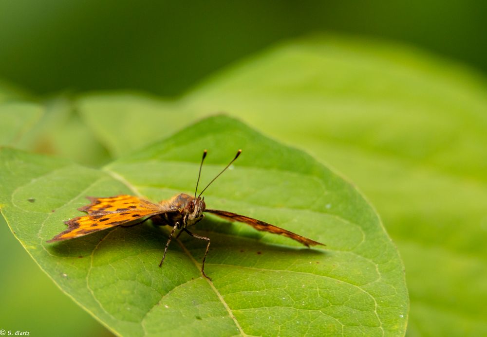 Kleine Pause - Schmetterling (2)