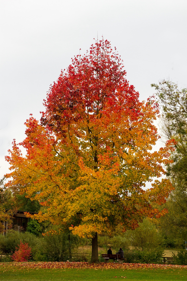 Kleine Pause unterm Herbstbaum