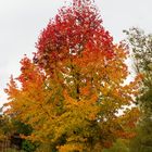 Kleine Pause unterm Herbstbaum