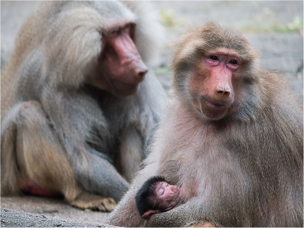 kleine Pavian-Familie....