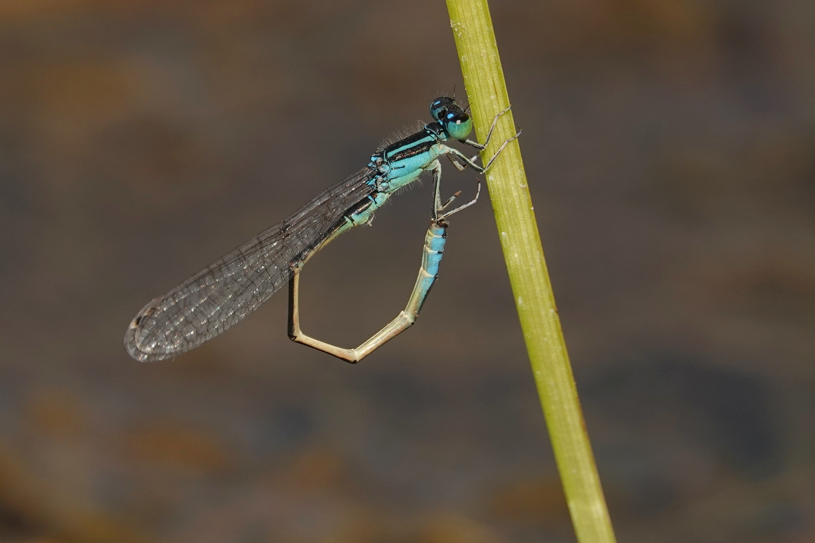 Kleine Pechlibelle