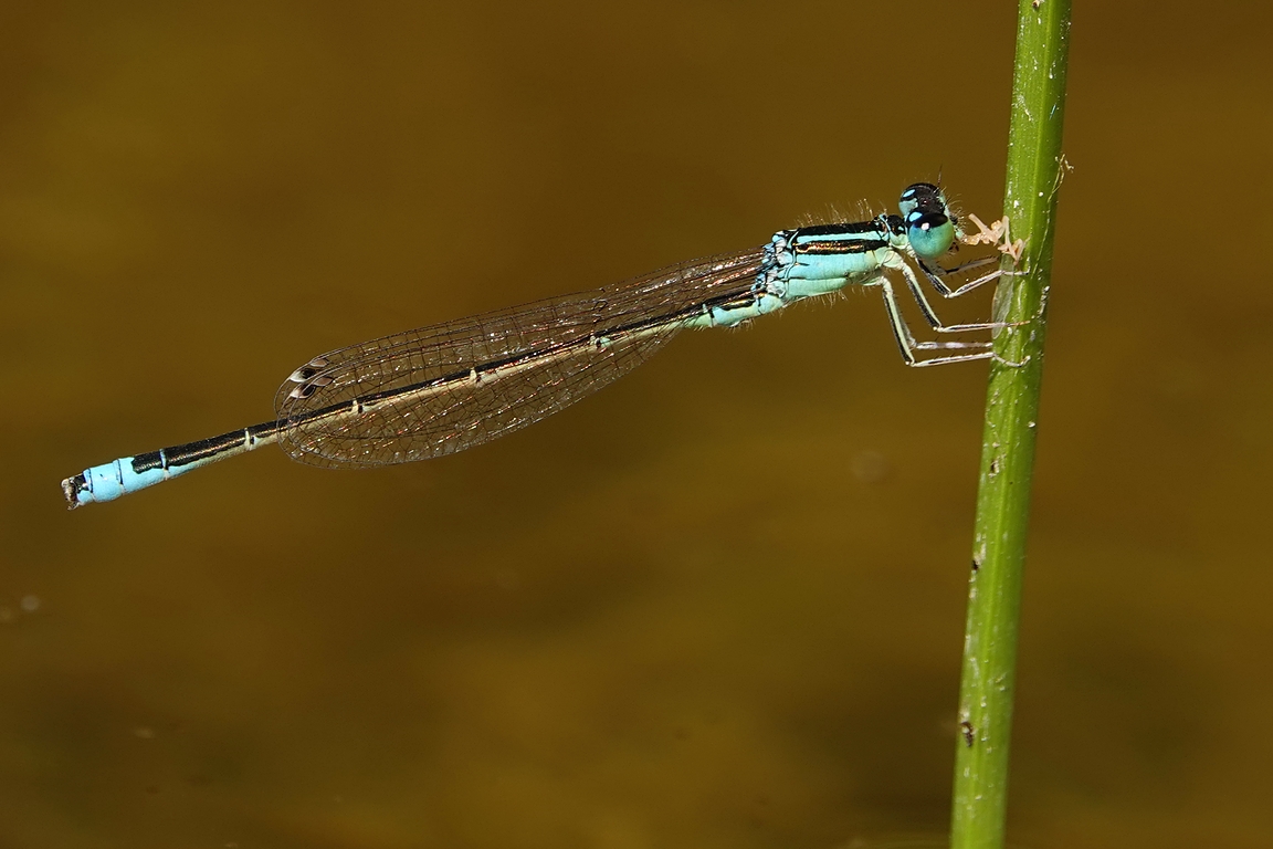 Kleine Pechlibelle