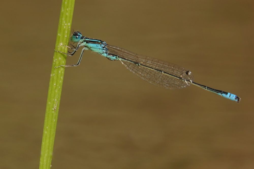 Kleine Pechlibelle