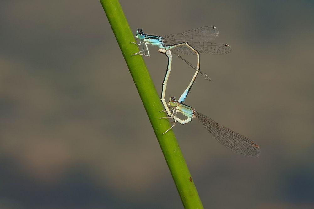 Kleine Pechlibelle