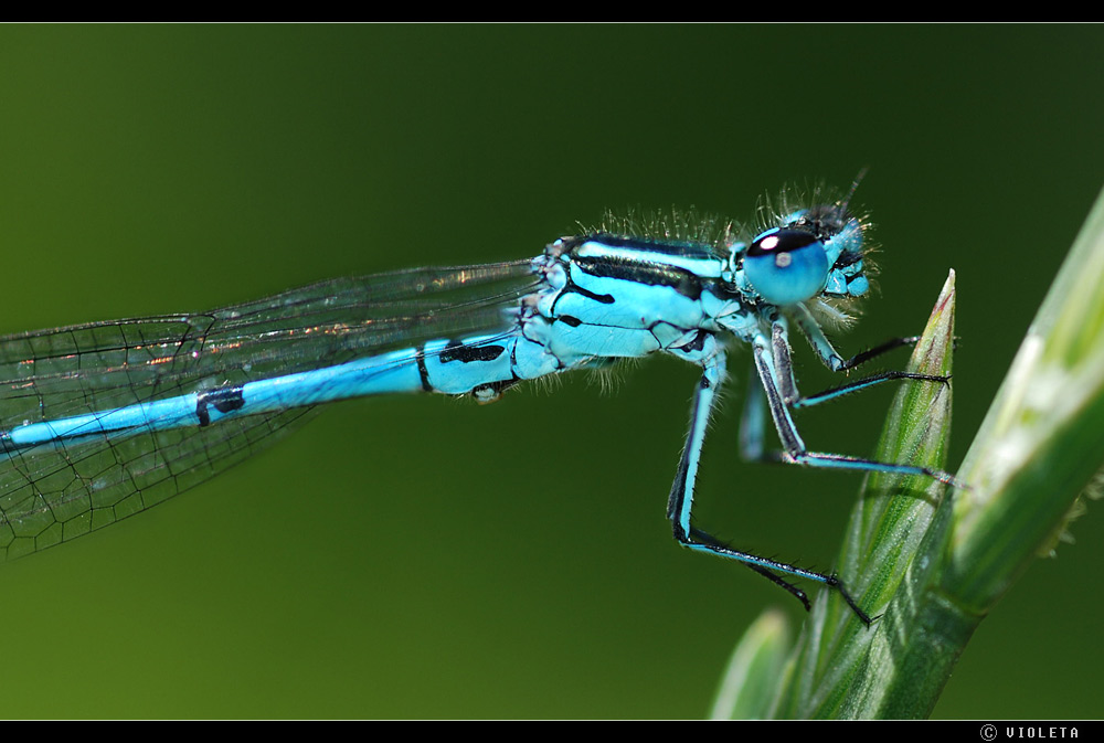 Kleine Pechlibelle