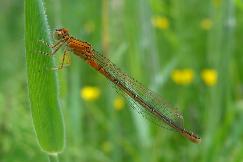 Kleine Pechlibelle