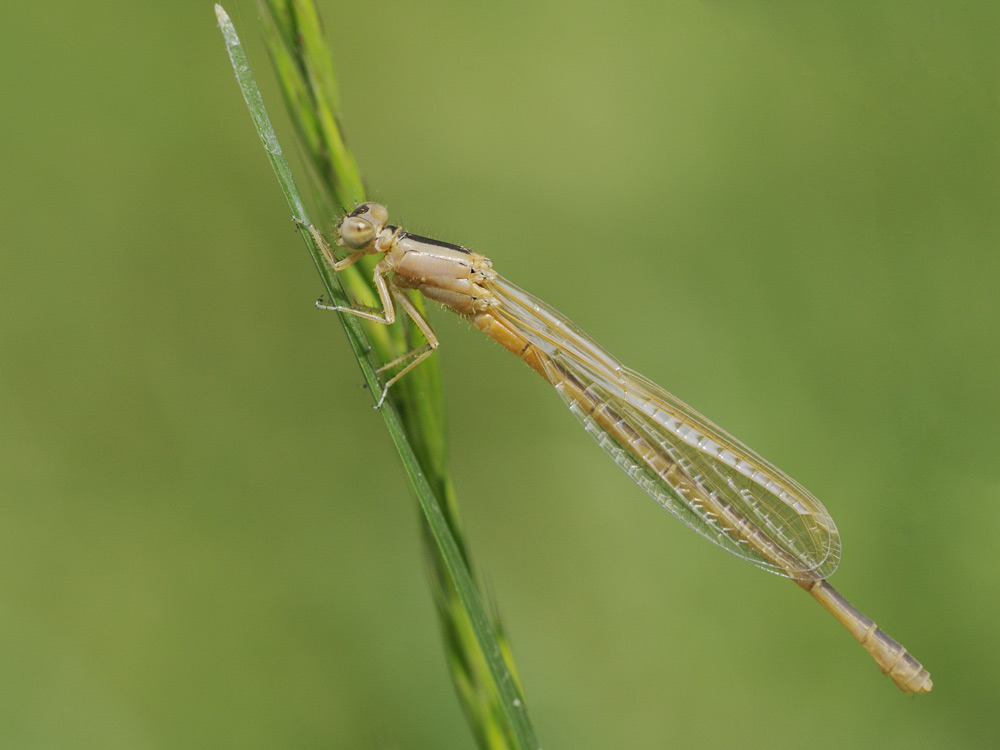 Kleine Pechlibelle