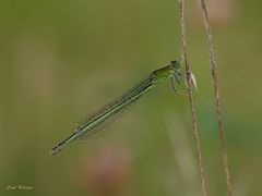 Kleine Pechlibelle